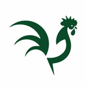 tavuk